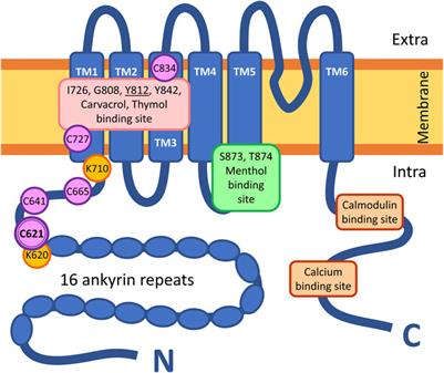 Elucidation of the binding mode of organic polysulfides on the human TRPA1 receptor